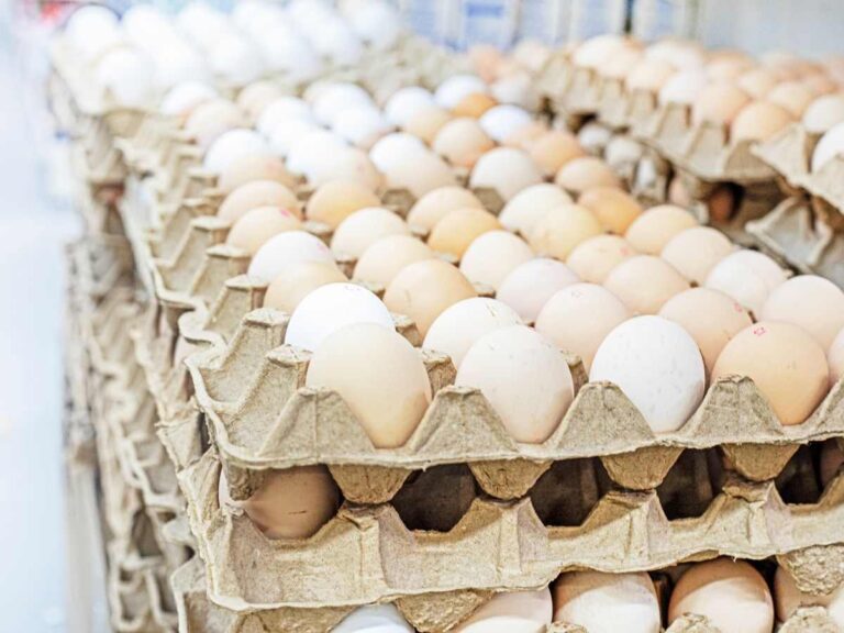 maxi confezioni di uova